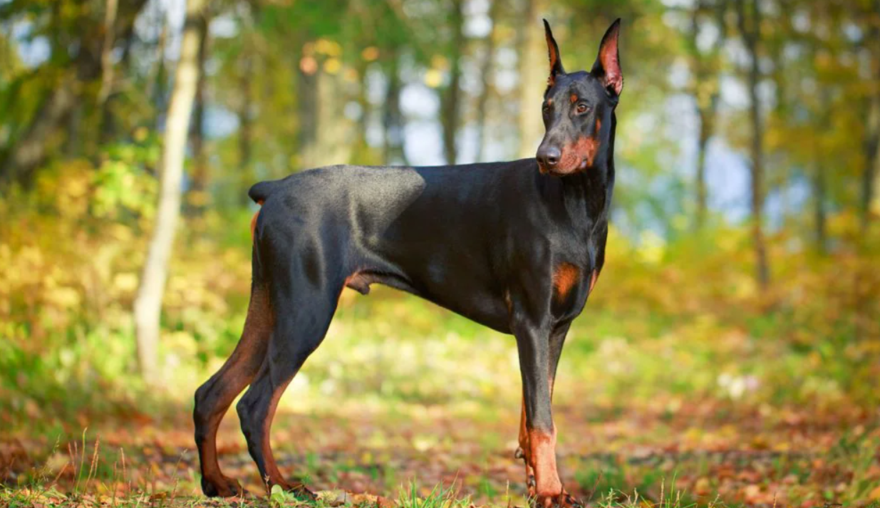 Doberman