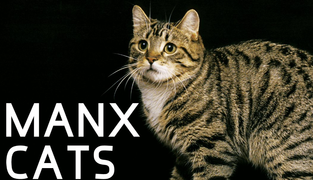 manx cat