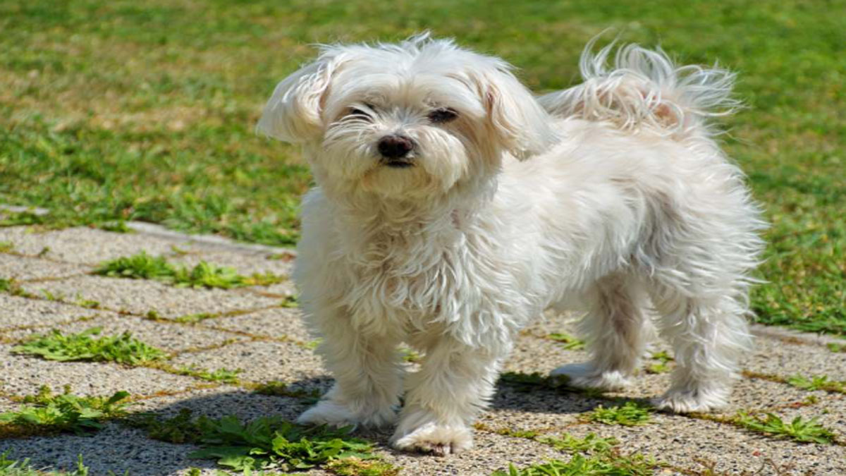 Maltese Dog Breed Standard, Price, Size, Types & Special Inf