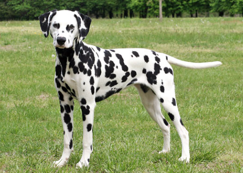 Dalmatian