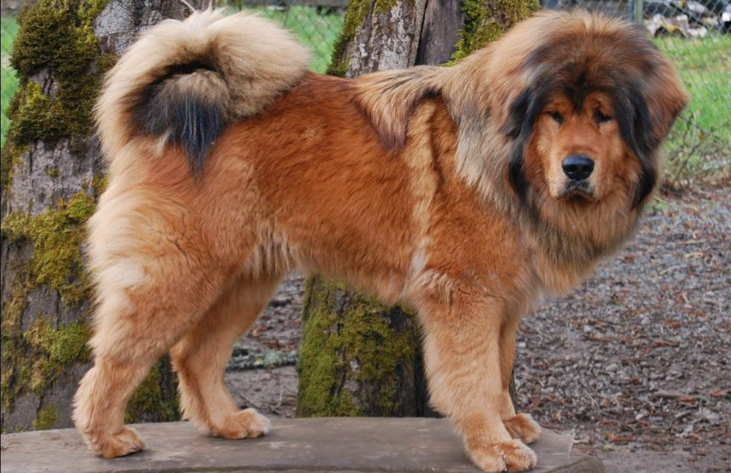 Tibetan Mastiff