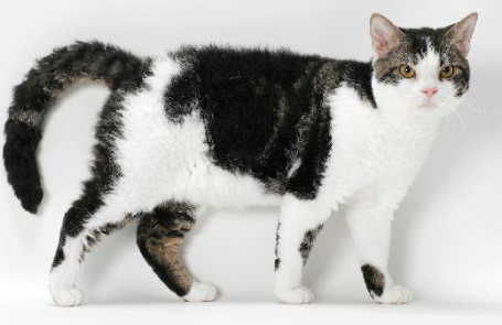 American Wirehair: Personality, Care, And Many More Best Info...