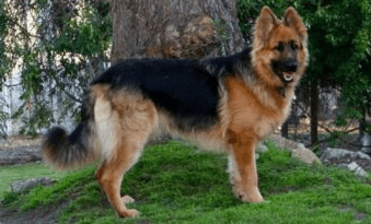King Shepherd