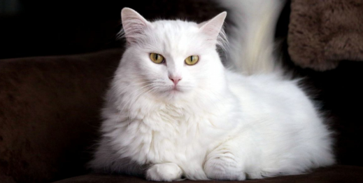 Turkish Angora
