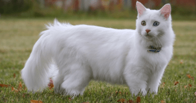 Turkish Van cat