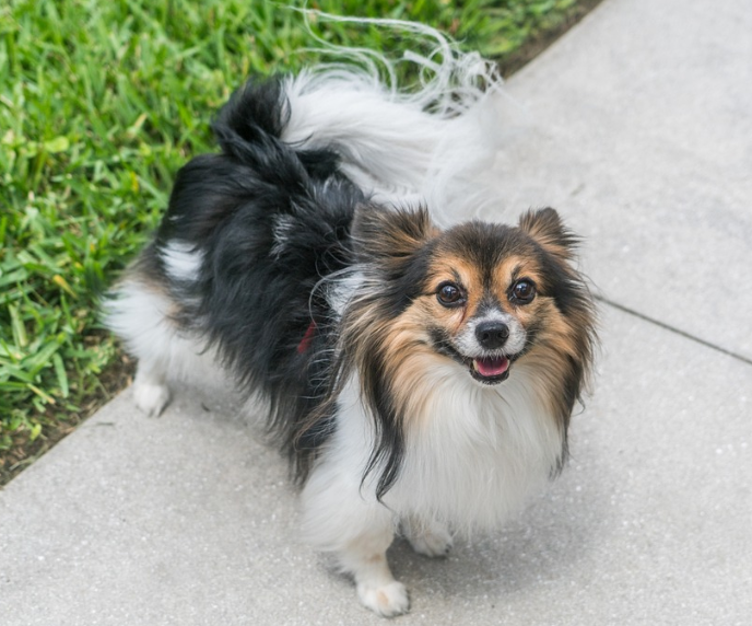 Papillon: Dog Breed Characteristics, Training, Health, Care, Full Info - AnimalAtoZ.com