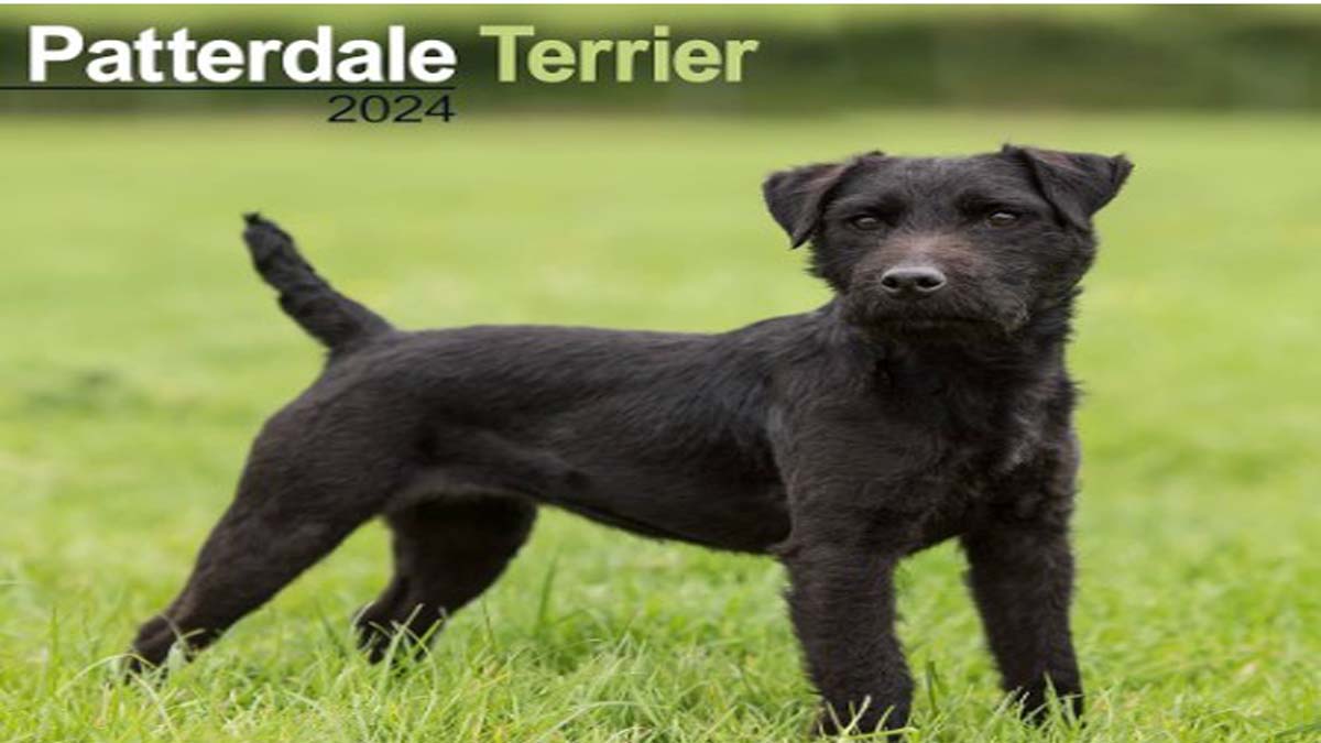 patterdale terrier