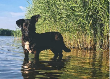 Corgi Lab Mix