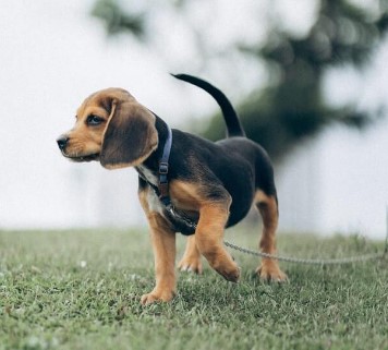 Dachshund Beagle mix