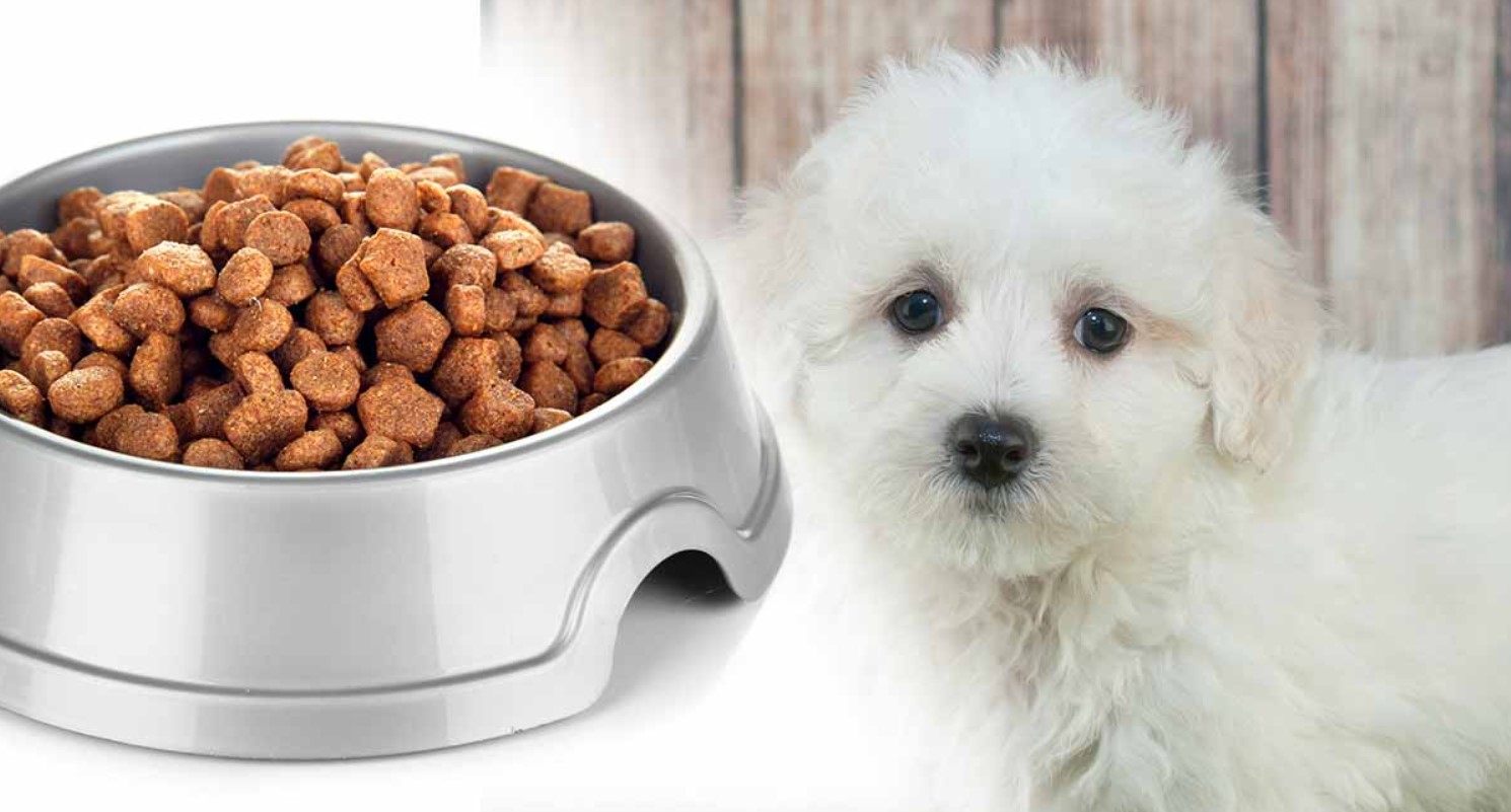 Best Pet Foods For Maltipoo Dog