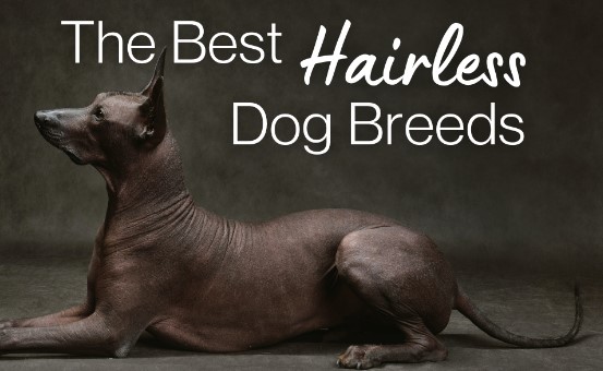 Hairless Dog Breed