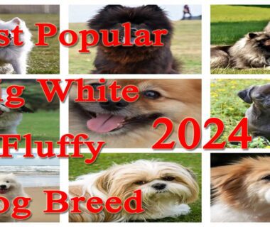 Most Popular Big White Fluffy Dog Breed