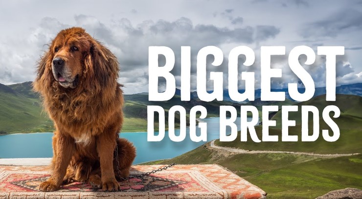 Biggest Dogs in the World