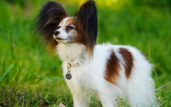 papillon dog