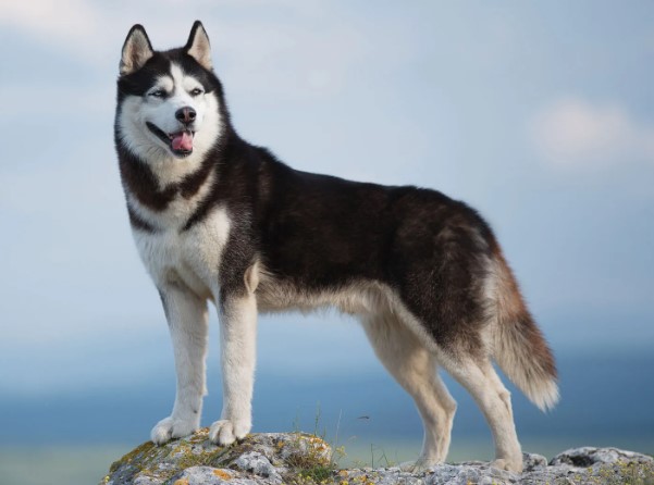 Why Siberian Huskies So Special? - And The Best 5 Facts