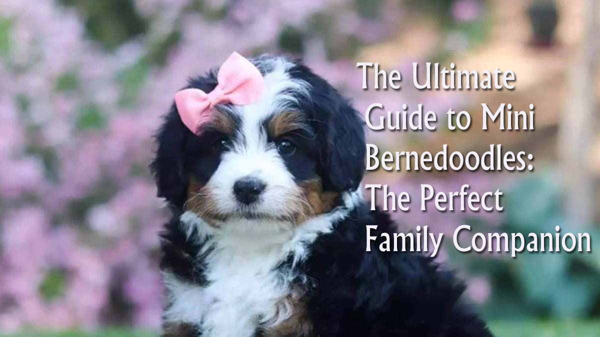 The Ultimate Guide to Mini Bernedoodles: The Perfect Family Companion ...