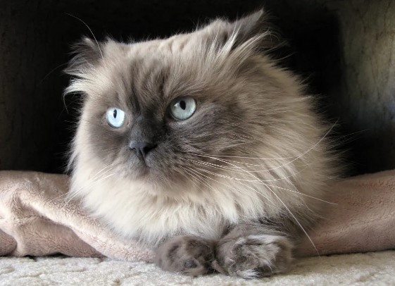 7 things you should know about Himalayan cat - AnimalAtoZ.com