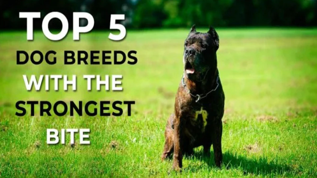 Top 5 Best dog breeds in the world 2024 | AnimalAtoZ.com