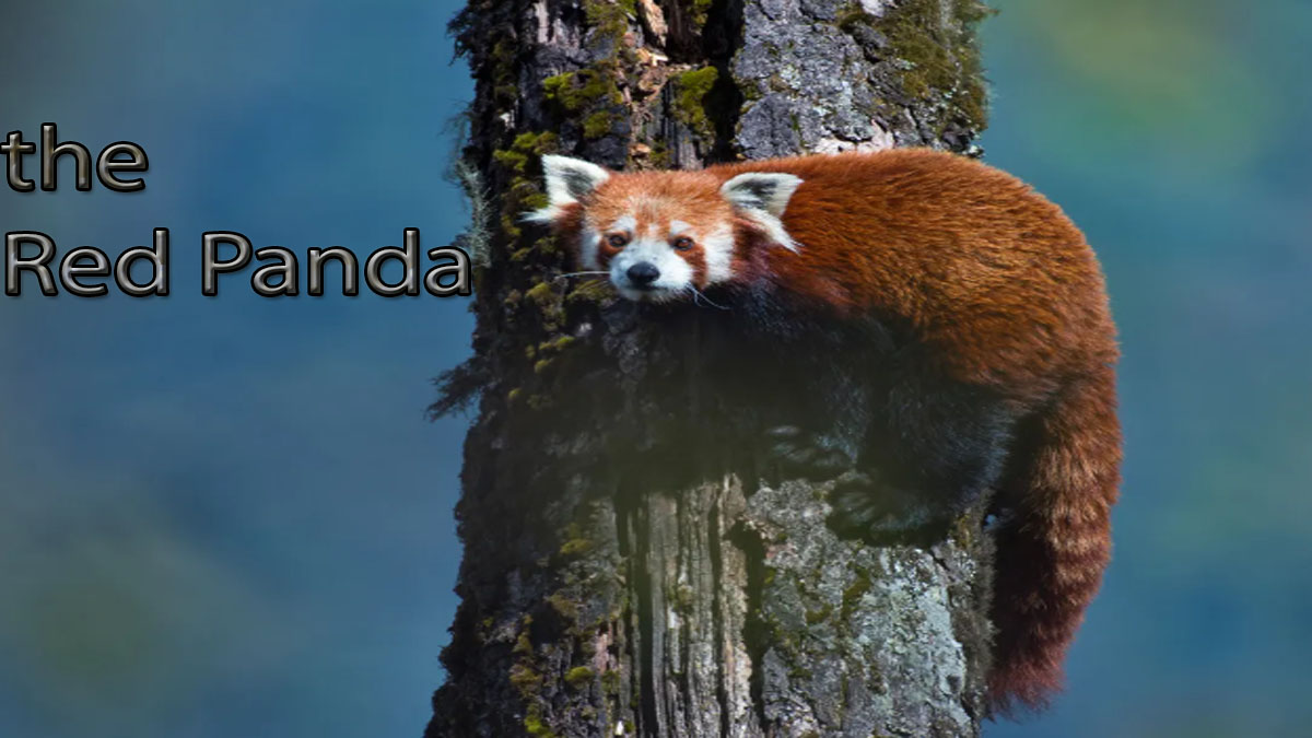 From Bamboo to Conservation The Fascinating Journey of the Red Panda