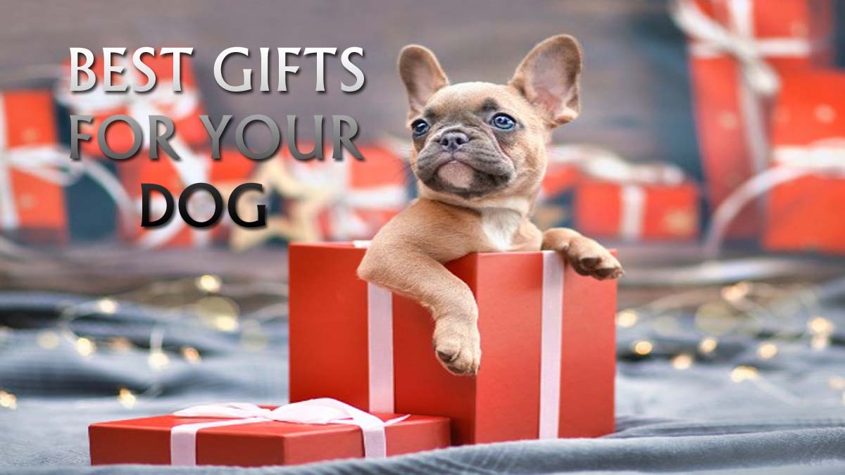 DOG GIFTS