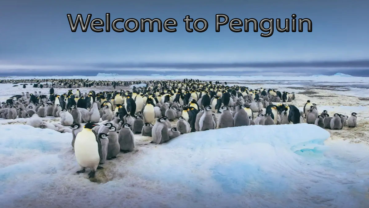 The Fascinating World of Penguins