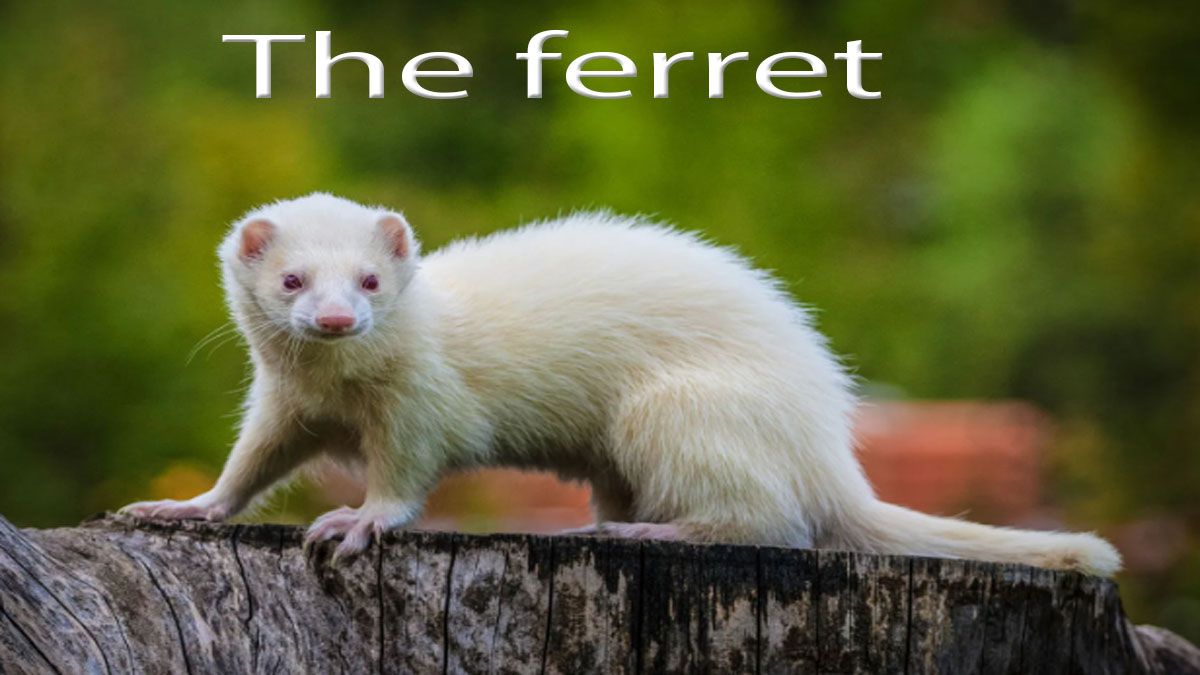 Ferrets: The Ultimate GuideEverything You Need to Know About