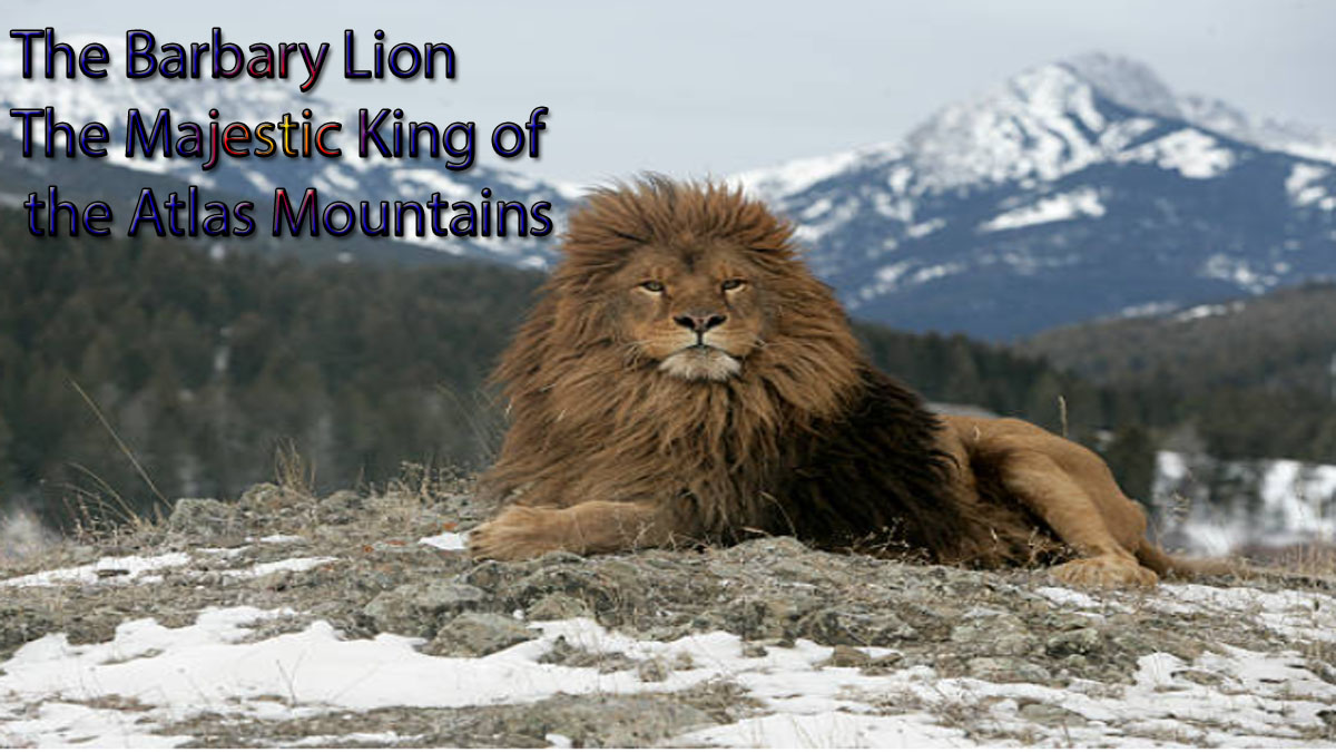 The Barbary Lion The Majestic King of the Atlas Mountains