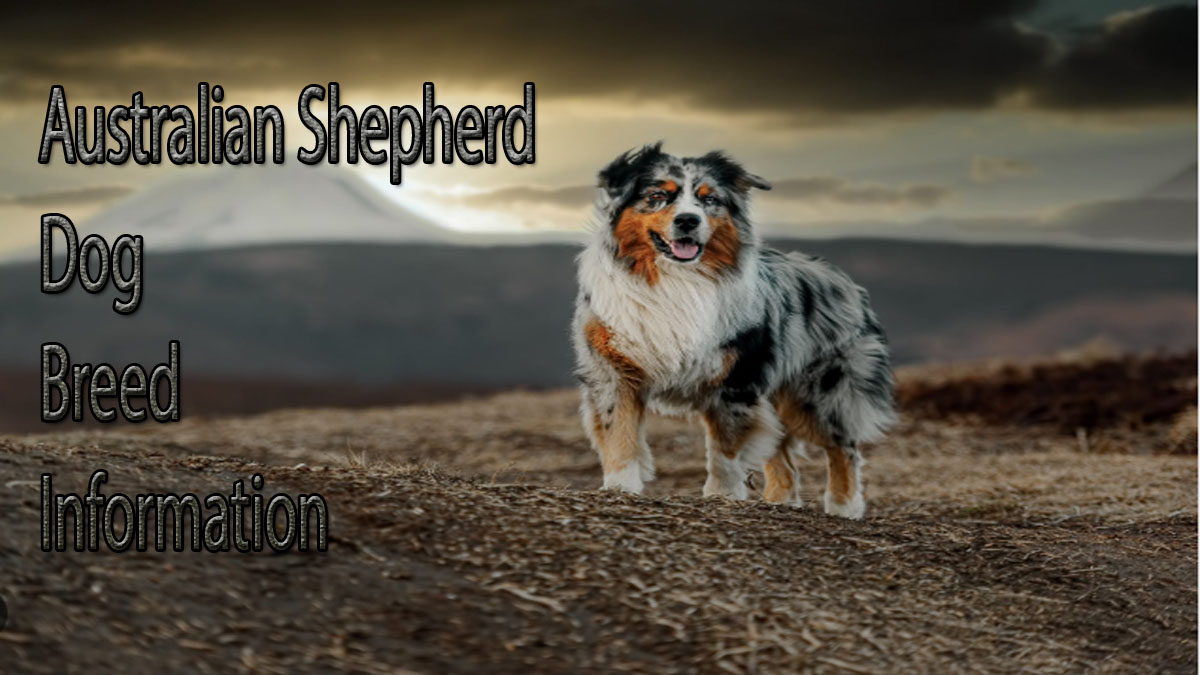 Discovering the Ataractic Nature of Australian Shepherds Full information