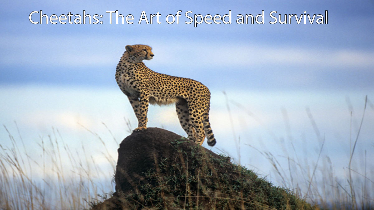 Cheetahs: The Art of Speed and Survival