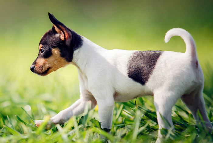 toy fox terrier