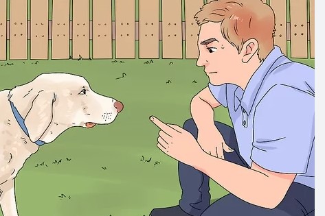 How to Train Your Dog