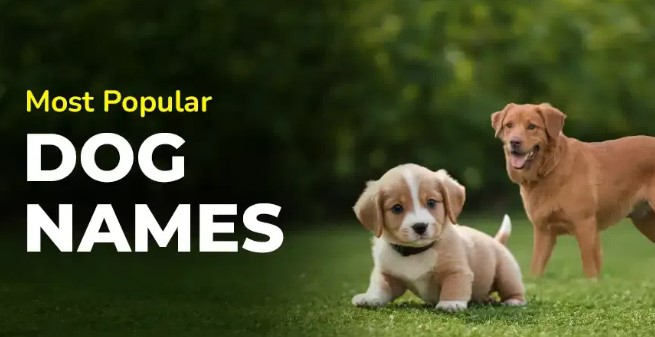 most popular dog names