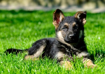 German shepherd Puppies