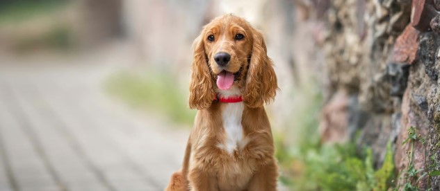 Cocker Spaniel