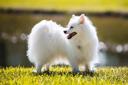 The Top 10 Fluffiest Dog Breeds That Ever Floofed