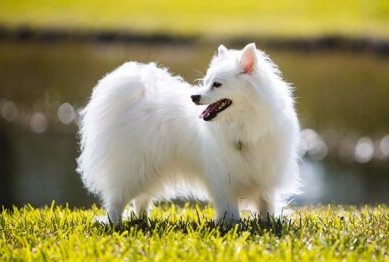 Eskimo Dog