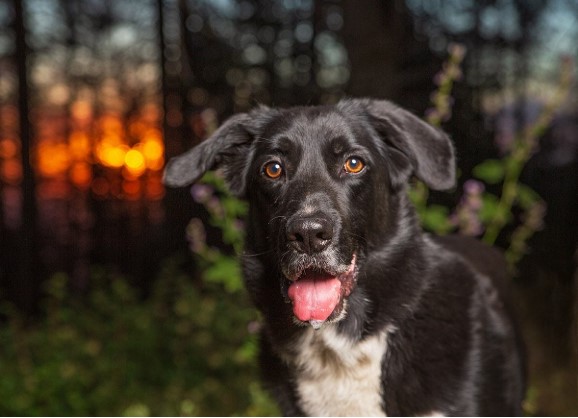 Border Collie Lab Mix